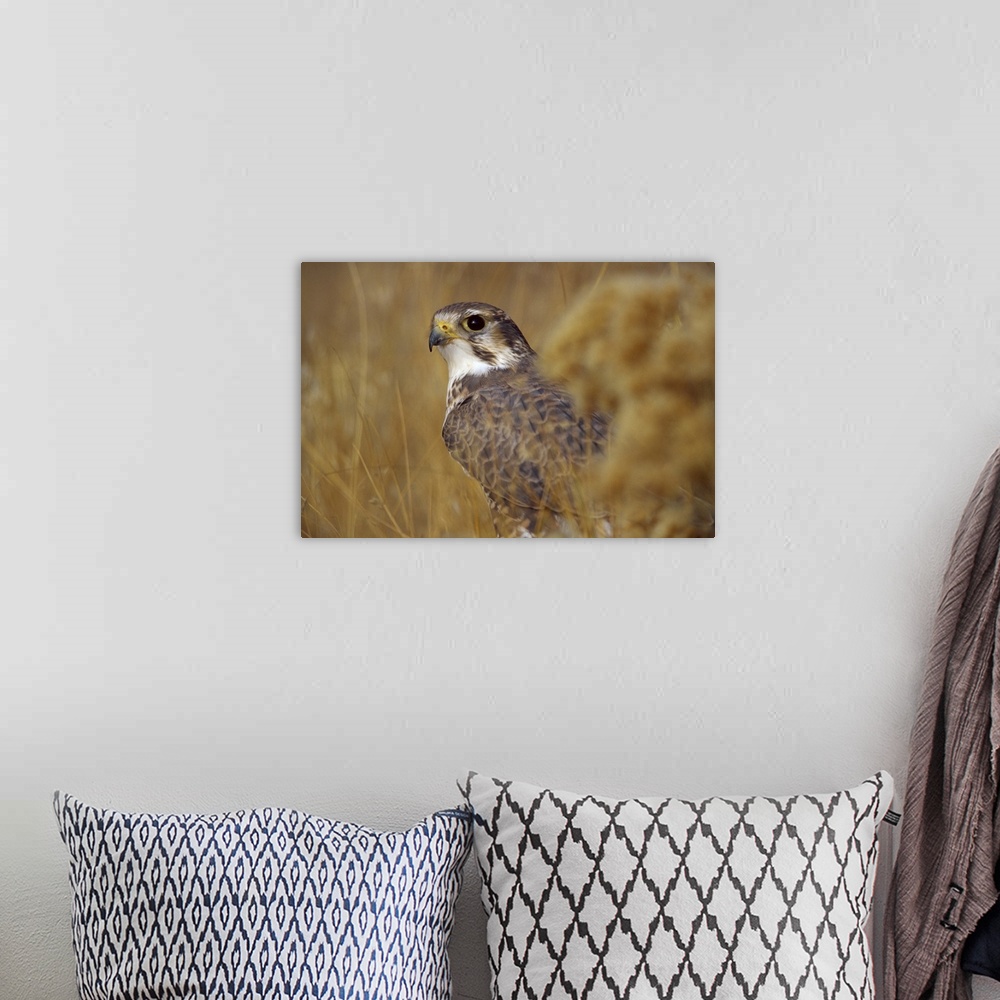 A bohemian room featuring A Prairie Falcon (Falco mexicanus) CAPT