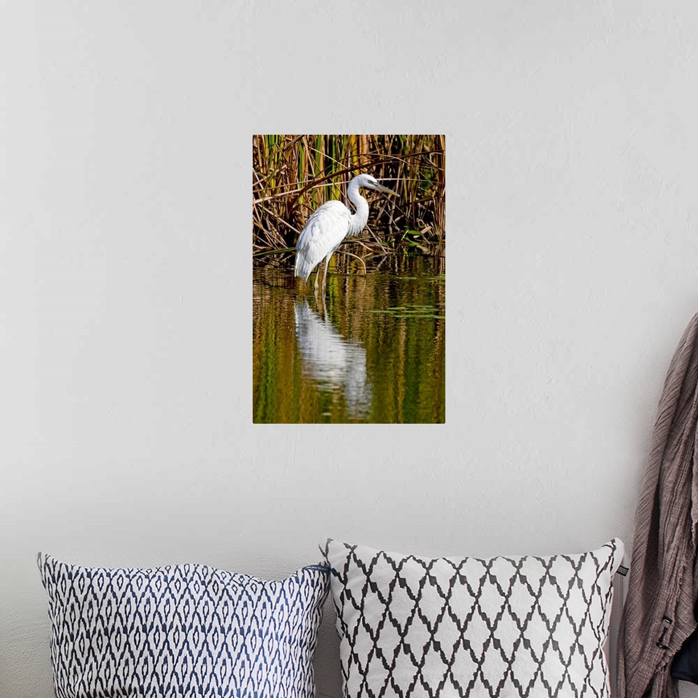A bohemian room featuring A rare great white heron in southern Florida carefully wades a shallow pond for fish and frogs to...