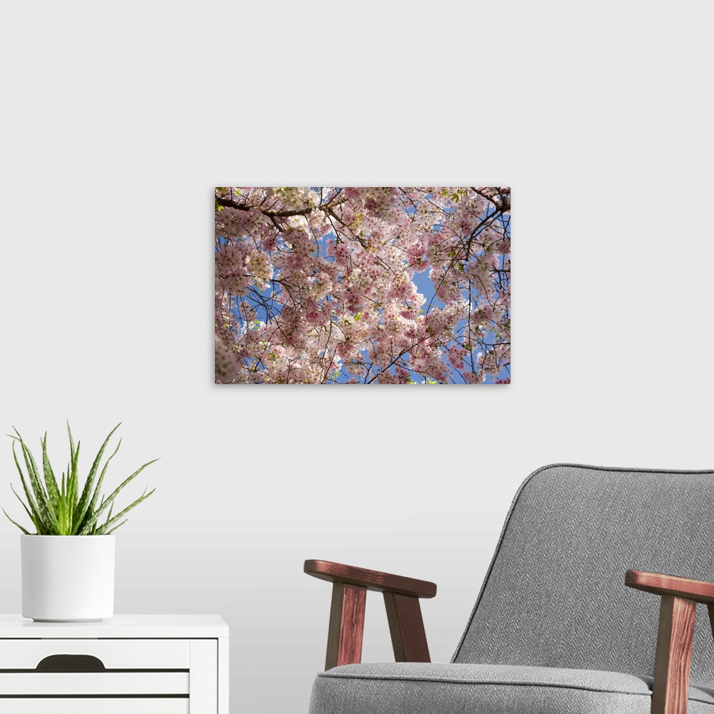 A modern room featuring USA, Georgia, Pine Mountain. A tree full of blossoms.