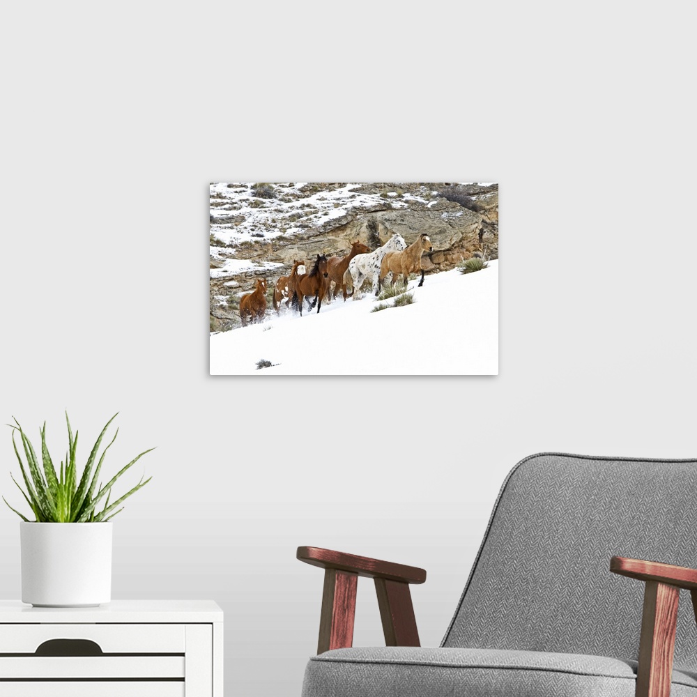 A modern room featuring A winter scene of running horses on The Hideout Ranch in Shell, Wyoming.