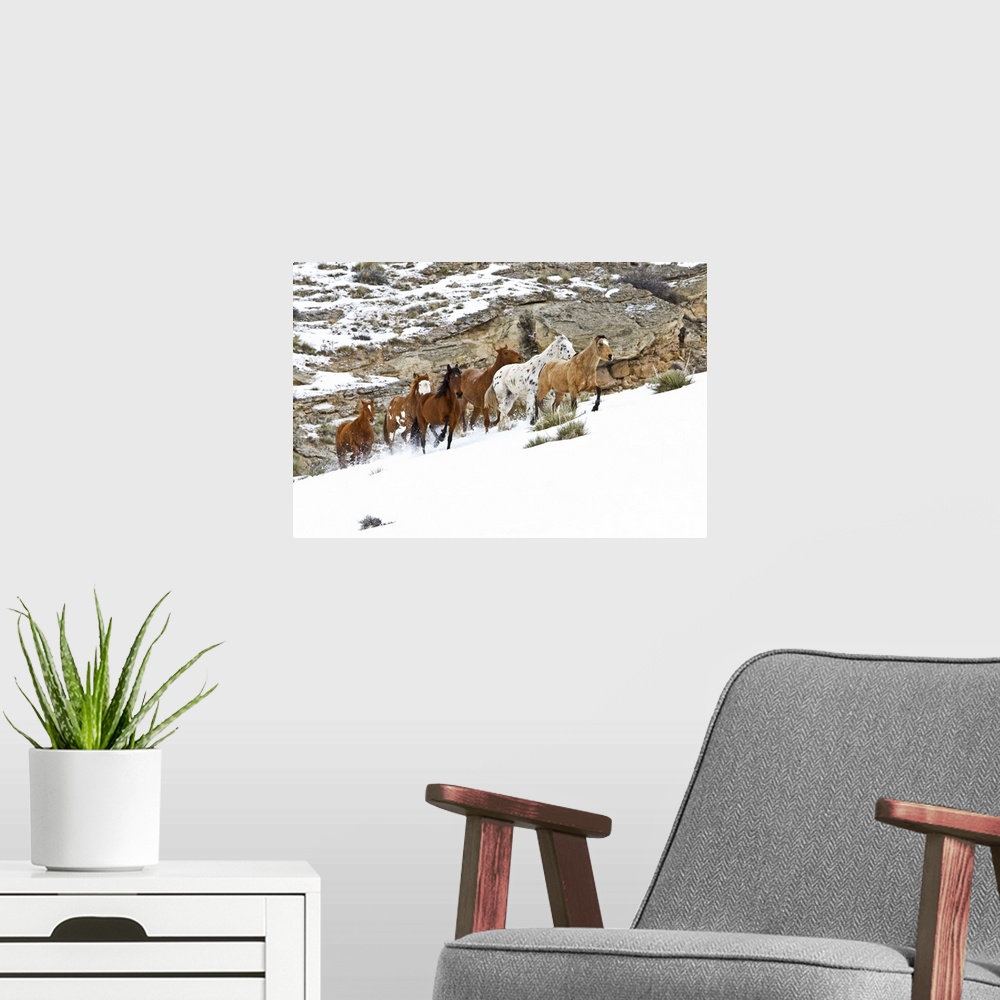 A modern room featuring A winter scene of running horses on The Hideout Ranch in Shell, Wyoming.