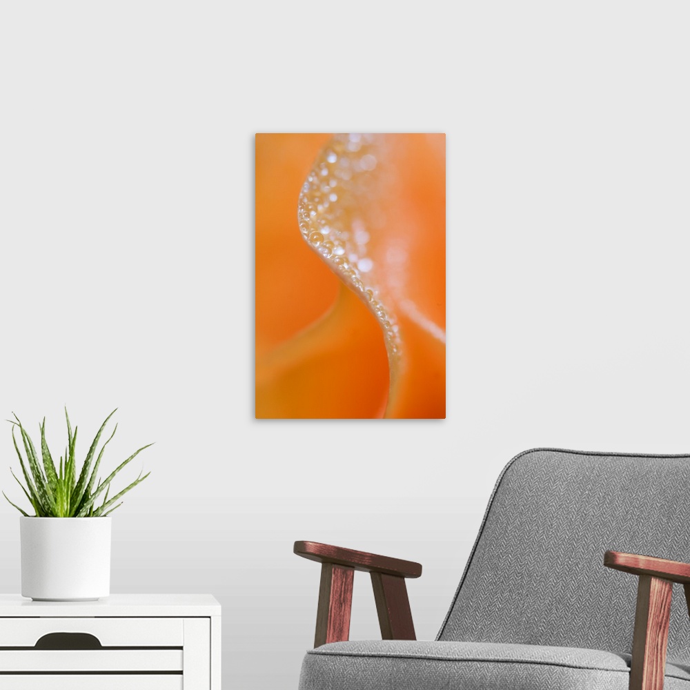 A modern room featuring Abstract flower close-up.