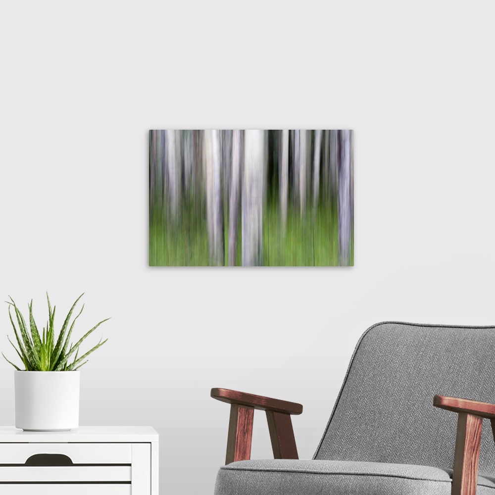 A modern room featuring Abstract image of aspen trees in Glacier National Park.