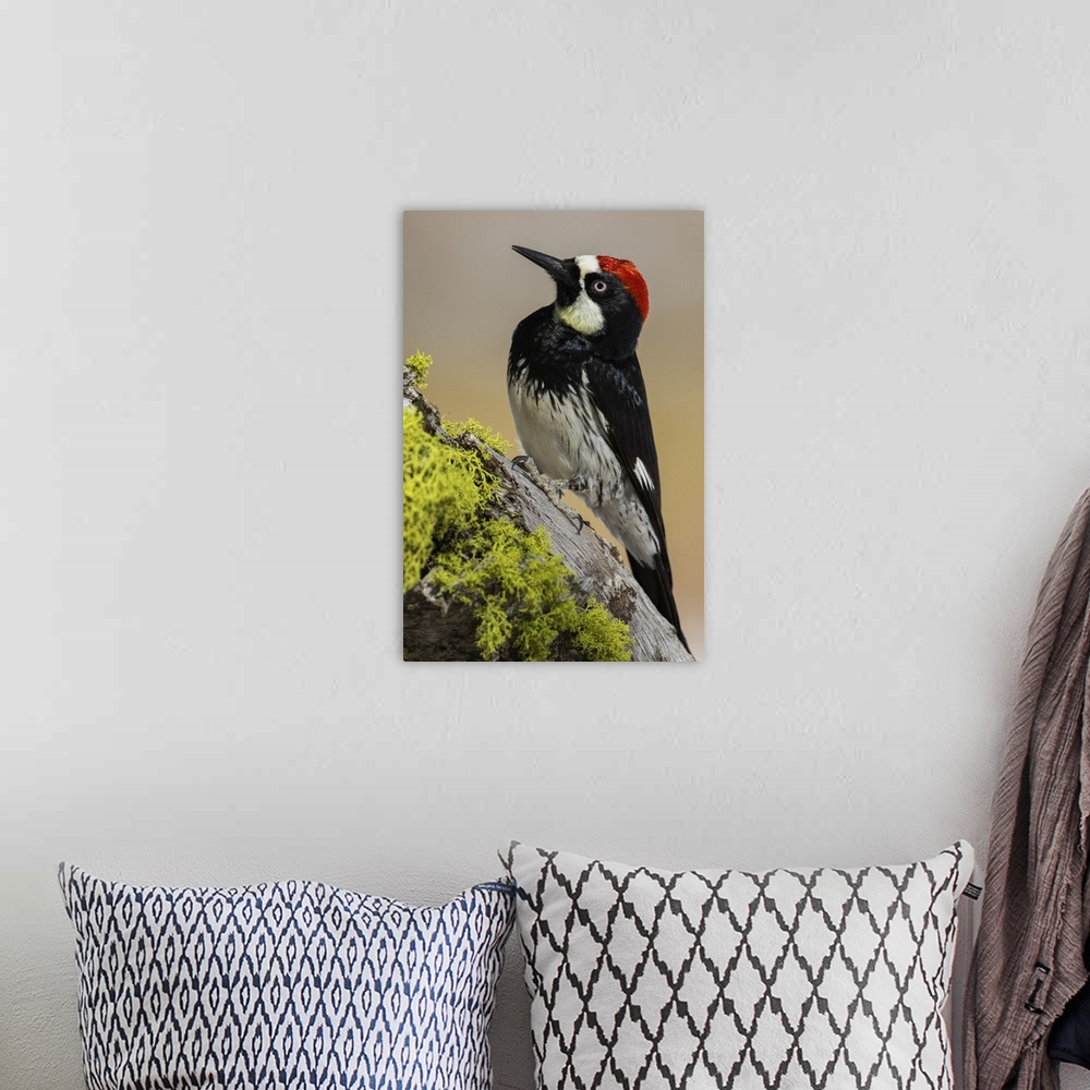 A bohemian room featuring Acorn woodpecker. Nature, Fauna.