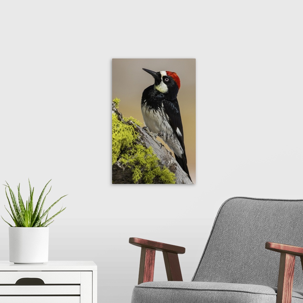 A modern room featuring Acorn woodpecker. Nature, Fauna.