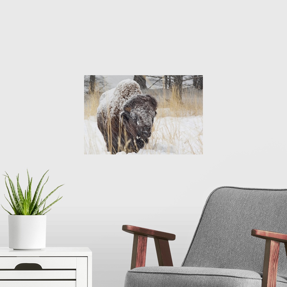 A modern room featuring Adult bison bull in snowstorm at Yellowstone National Park.