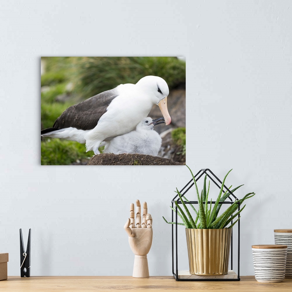 A bohemian room featuring Adult black-browed albatross feeding chick on tower-shaped nest, Falkland Islands.