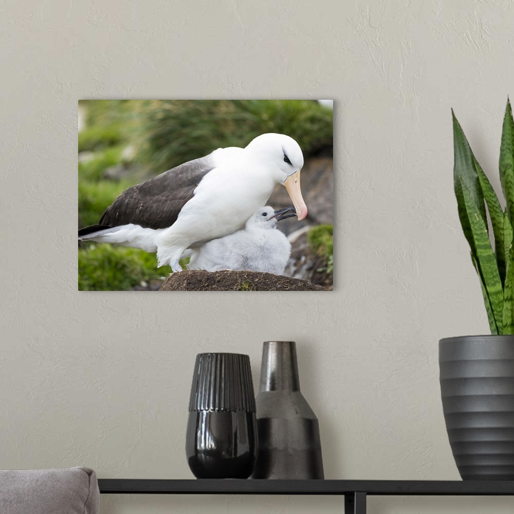 A modern room featuring Adult black-browed albatross feeding chick on tower-shaped nest, Falkland Islands.