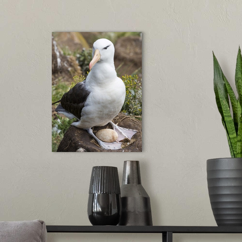 A modern room featuring Adult black-browed albatross with egg on tower-shaped nest, Falkland Islands.