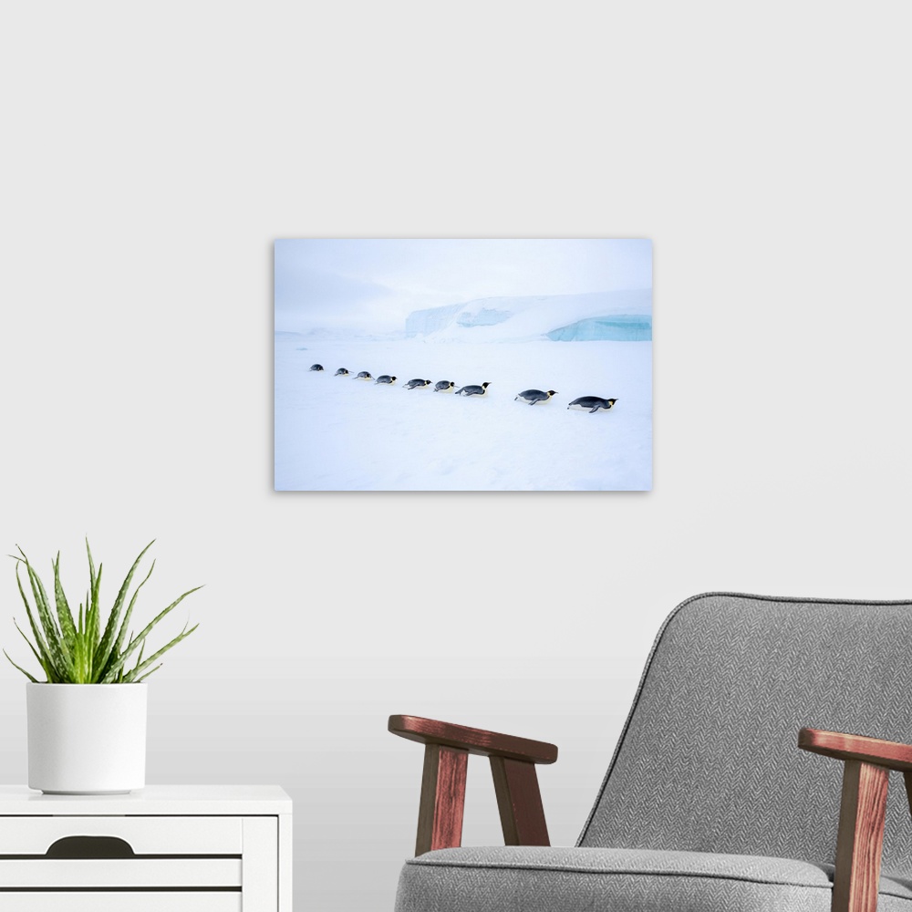 A modern room featuring Snow Hill Island, Antarctica. Adult Emperor Penguin tobogganing in a line to save energy while tr...
