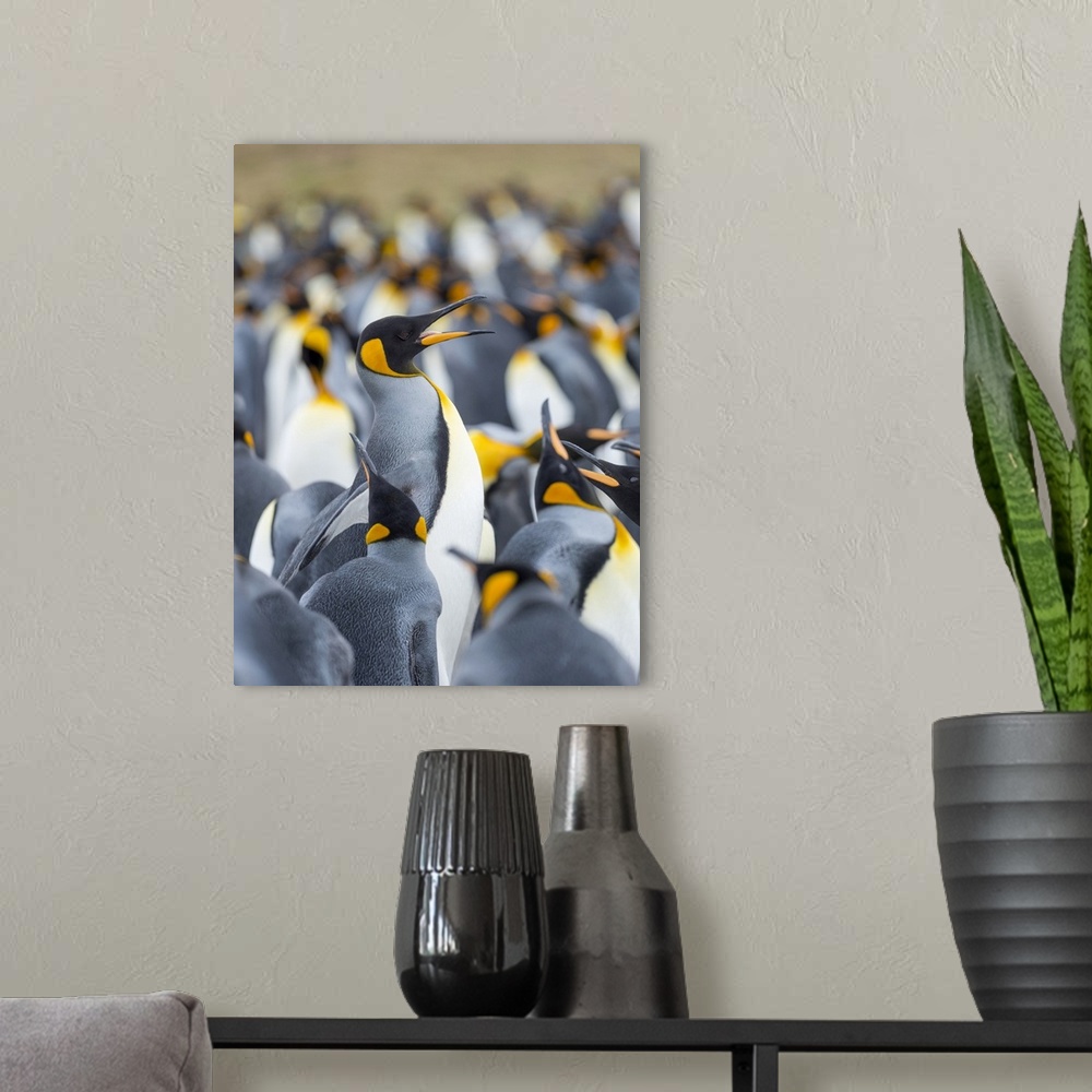 A modern room featuring Adult king penguin running through rookery while being pecked at by neighbors, Falkland Islands.
