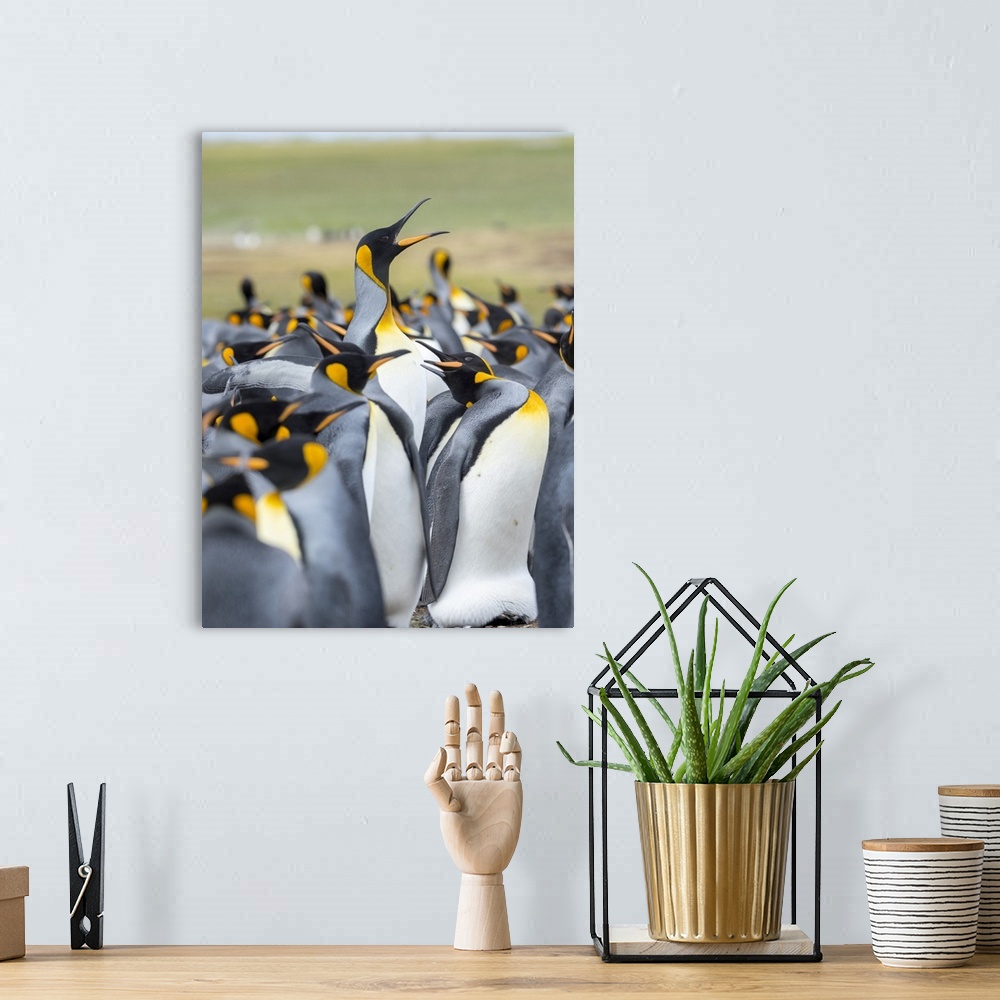 A bohemian room featuring Adult King Penguin running through rookery while being pecked at by neighbors, Falkland Islands.