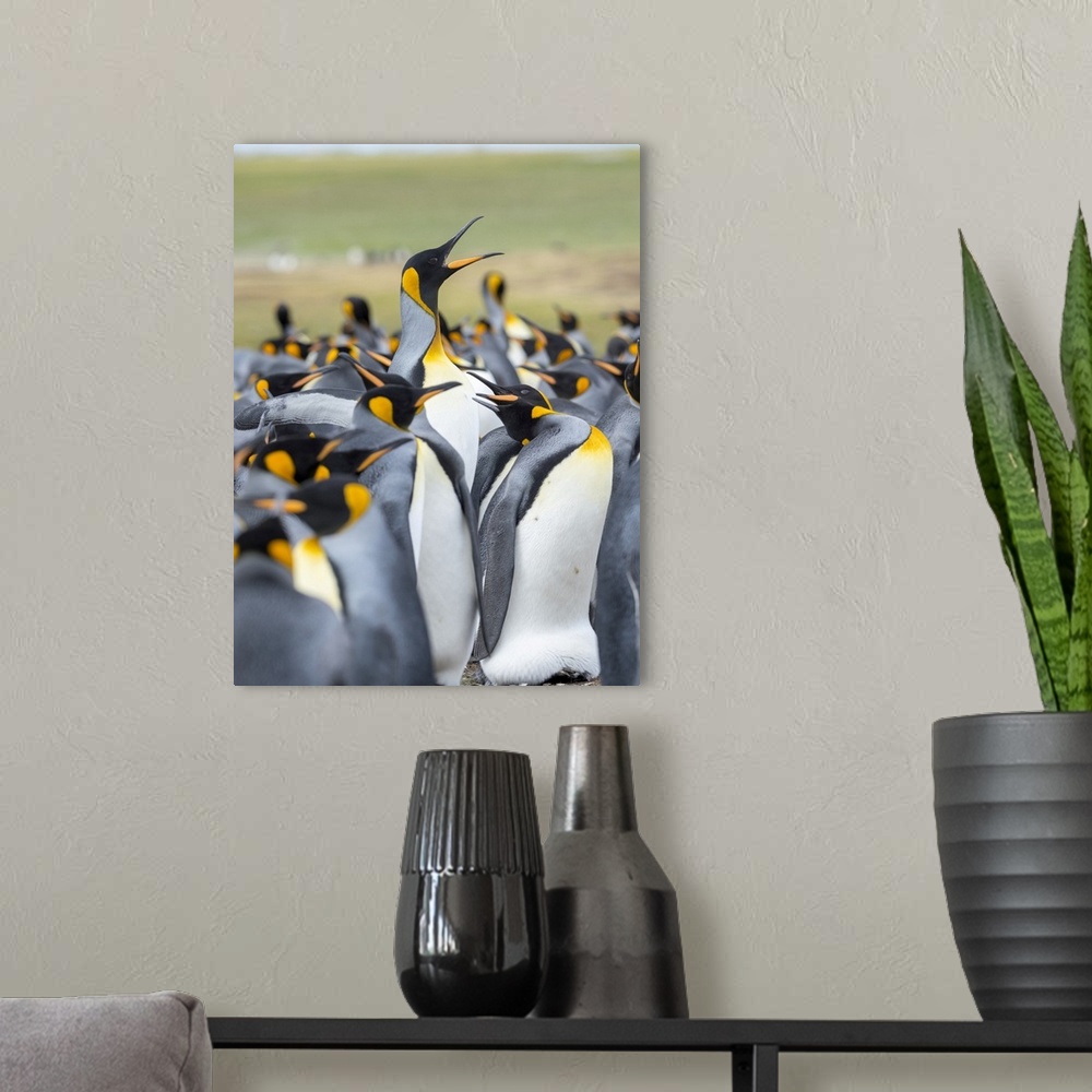 A modern room featuring Adult King Penguin running through rookery while being pecked at by neighbors, Falkland Islands.