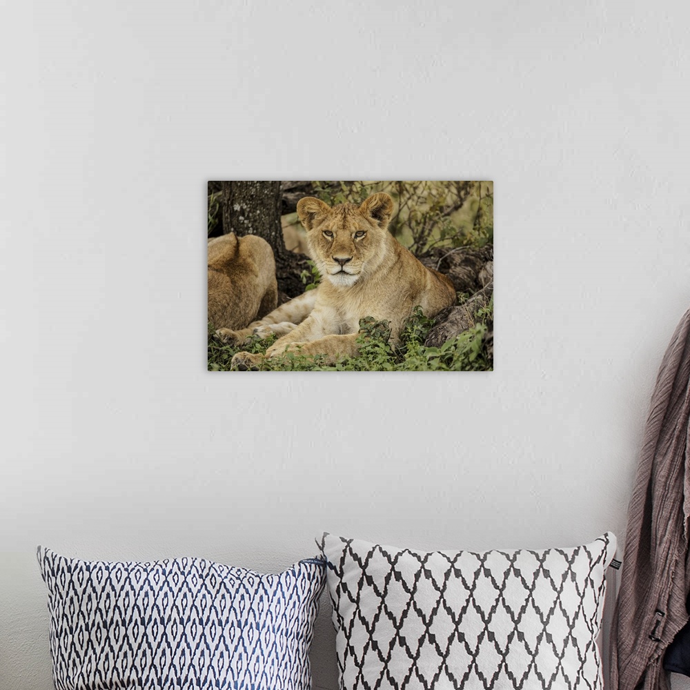 A bohemian room featuring Sub adult lion resting in shade of tree with rest of the pride, Serengeti national park, Tanzania...
