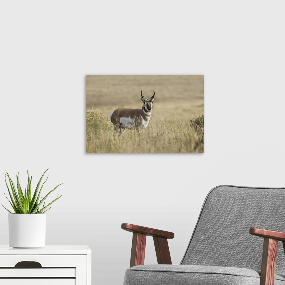 A modern room featuring Adult male pronghorn, Yellowstone National Park, Wyoming. United States, Wyoming.