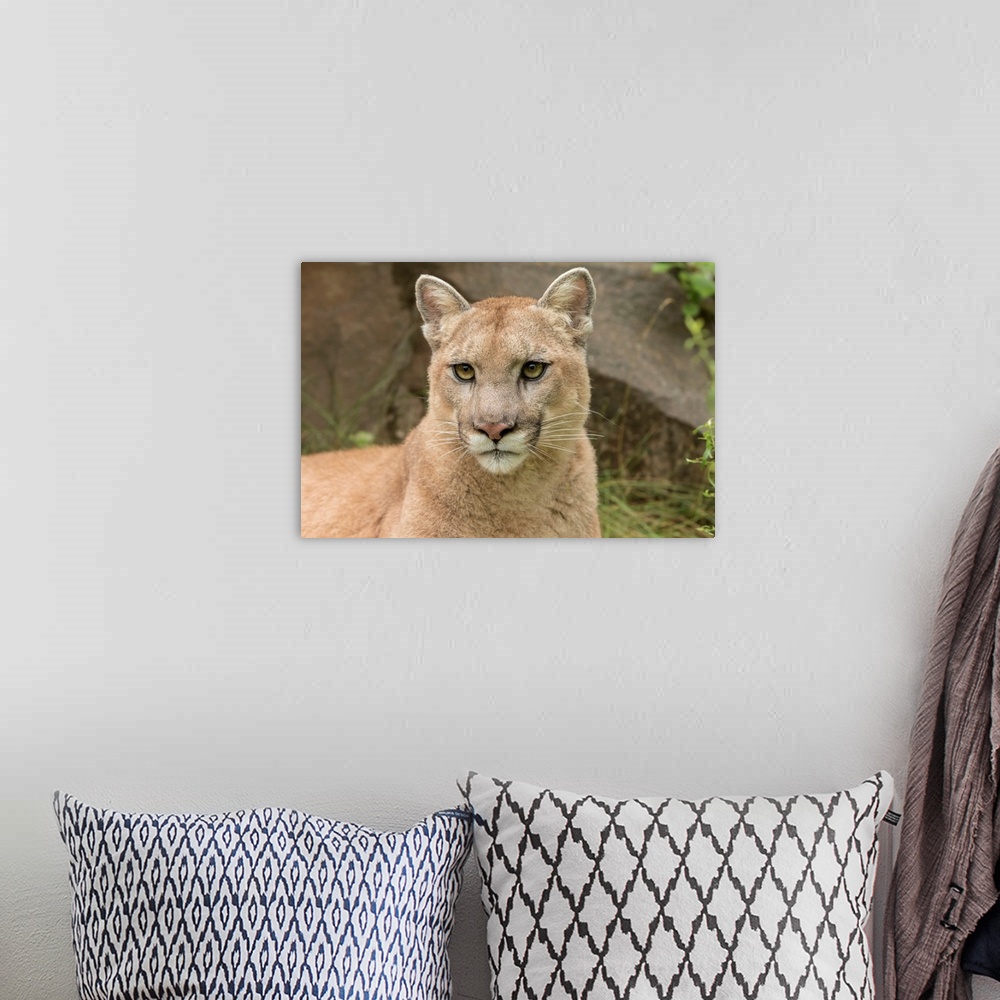 A bohemian room featuring Adult Mountain Lion, Puma concolor-(Controlled Situation) Minnesota