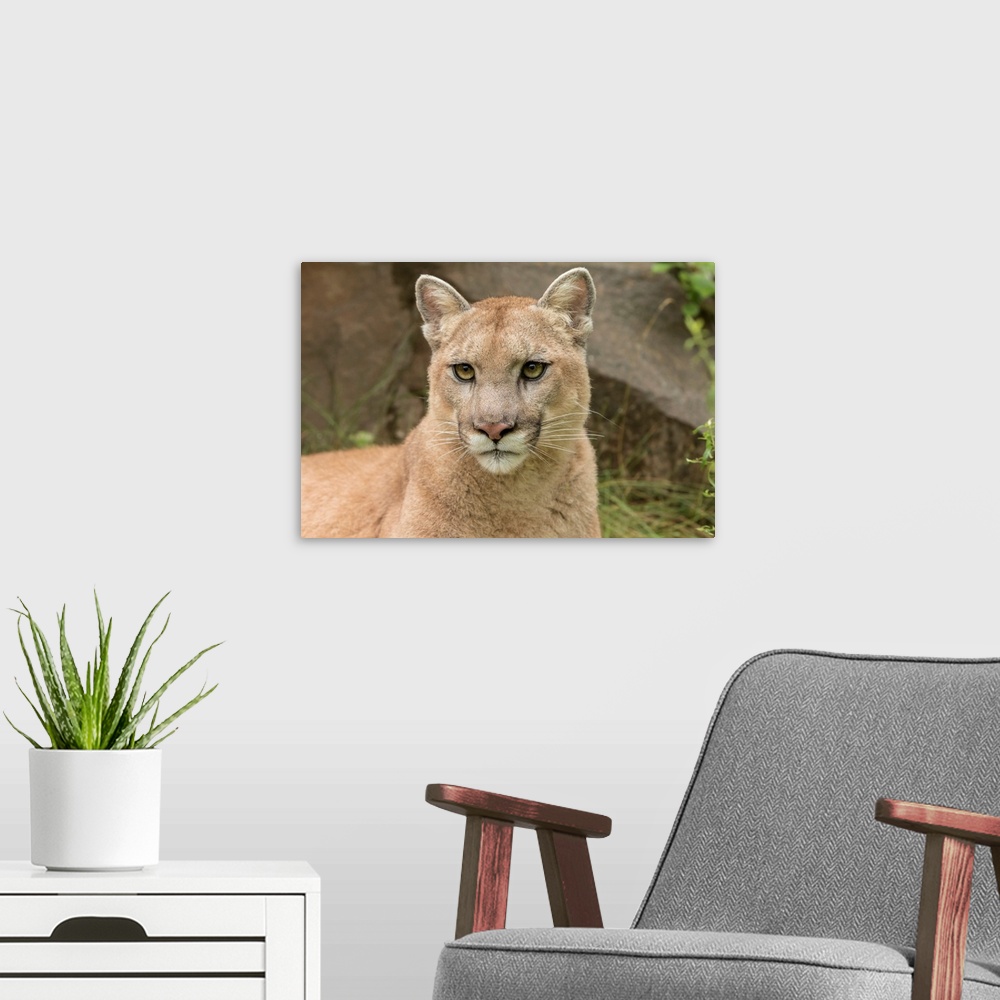 A modern room featuring Adult Mountain Lion, Puma concolor-(Controlled Situation) Minnesota