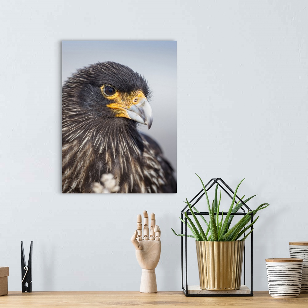 A bohemian room featuring Adult striated caracara, protected, endemic to the Falkland Islands.