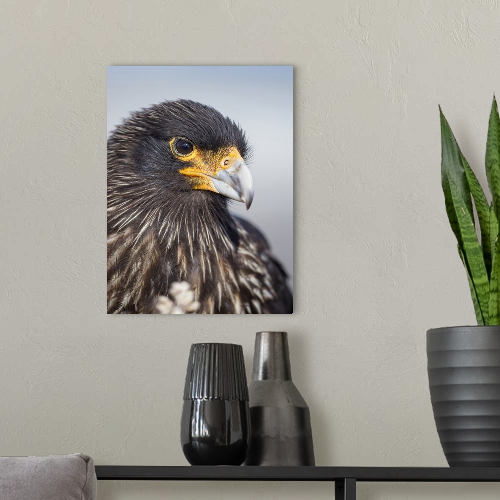 A modern room featuring Adult striated caracara, protected, endemic to the Falkland Islands.
