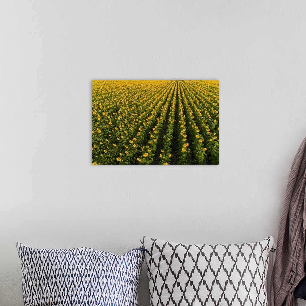 A bohemian room featuring Aerial view of sunflower field, Sam Parr state park, Jasper County, Illinois.