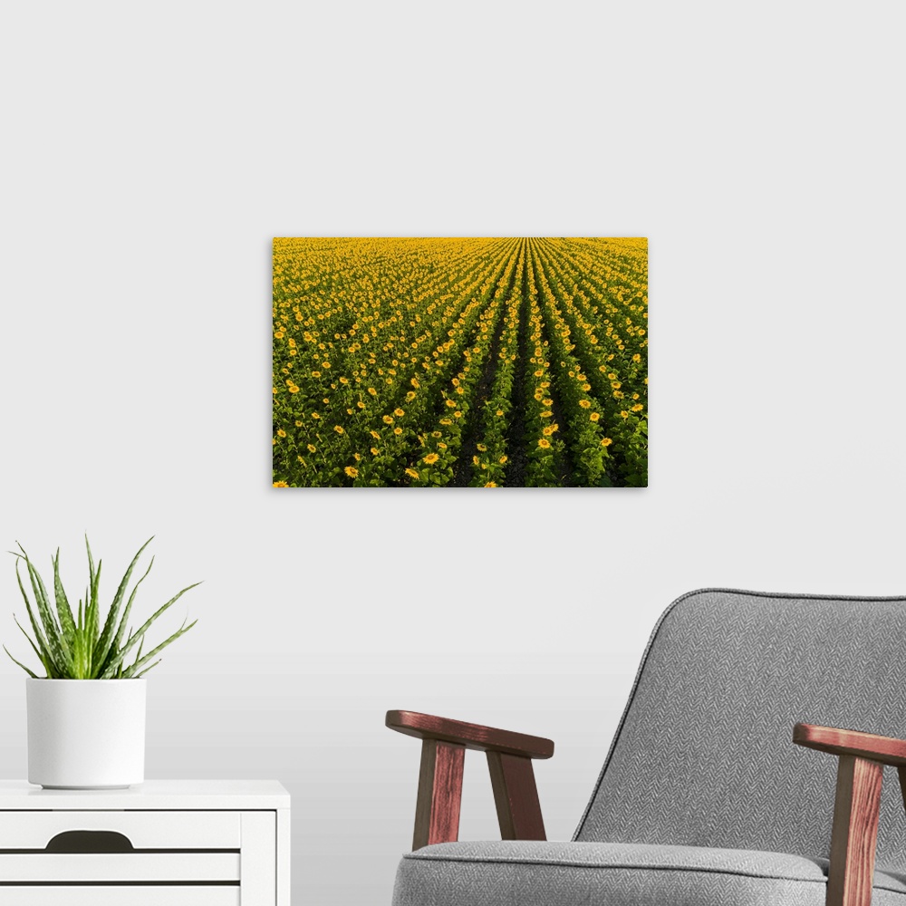 A modern room featuring Aerial view of sunflower field, Sam Parr state park, Jasper County, Illinois.