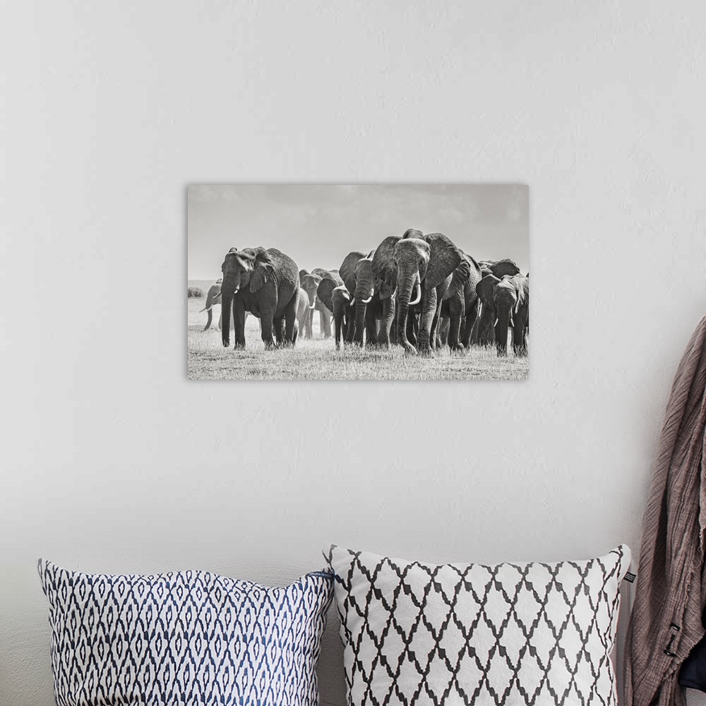 A bohemian room featuring Africa, African elephant, Amboseli national park. Panoramic of front of elephant herd walking.