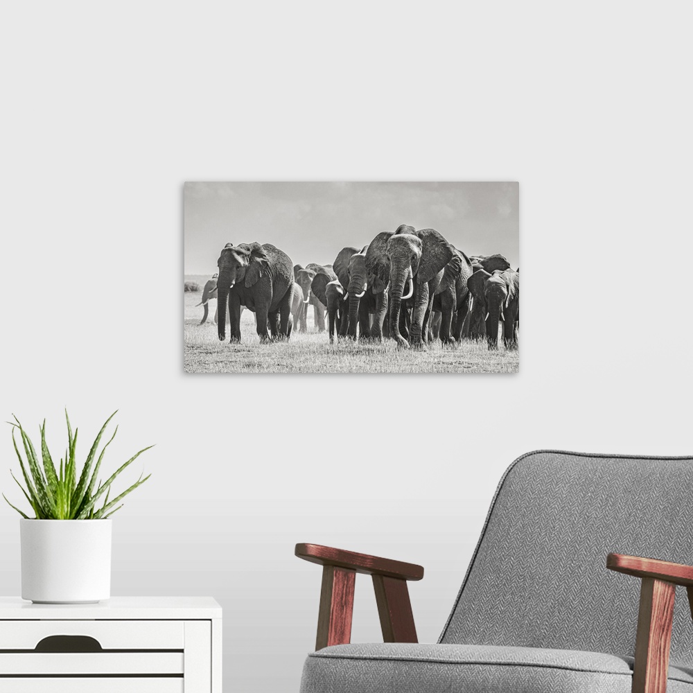 A modern room featuring Africa, African elephant, Amboseli national park. Panoramic of front of elephant herd walking.