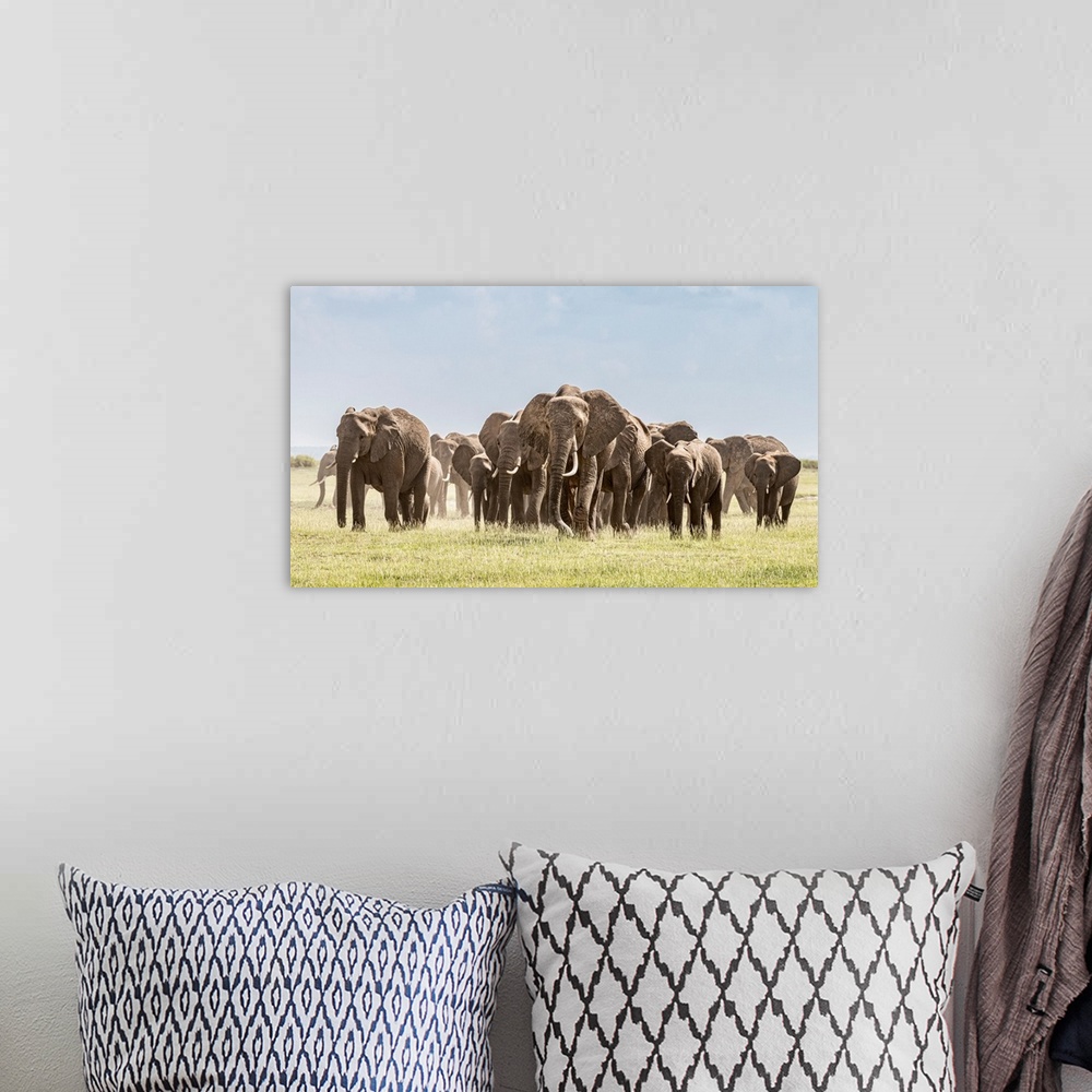 A bohemian room featuring Africa, African elephant, Amboseli national park. Panoramic of front of elephant herd walking.