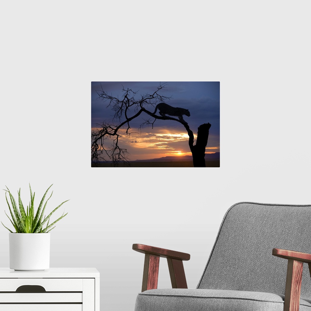 A modern room featuring Africa, Botswana, Savuti Game Reserve. Leopard on branch at sunset.