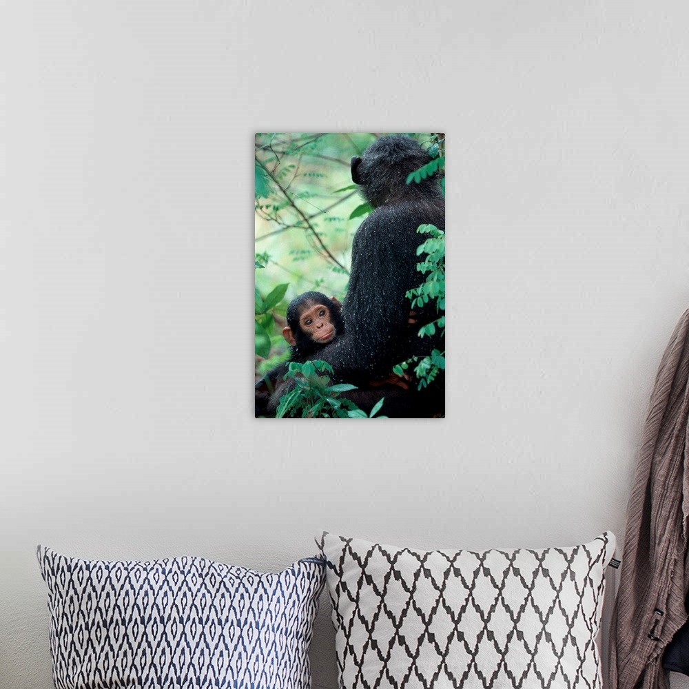 A bohemian room featuring Africa, East Africa, Tanzania, Gombe National Park, Infant Chimpanzee with mother sit covered in ...