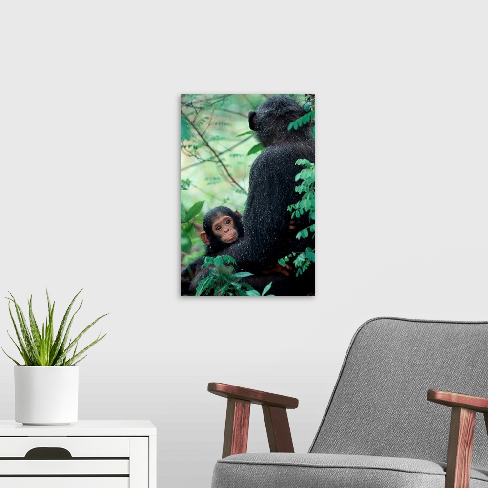 A modern room featuring Africa, East Africa, Tanzania, Gombe National Park, Infant Chimpanzee with mother sit covered in ...
