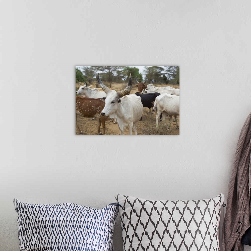 A bohemian room featuring Africa, Ethiopia, Omo River Valley, South Omo, Hamer tribe. Typical cattle of the Hamer with dist...