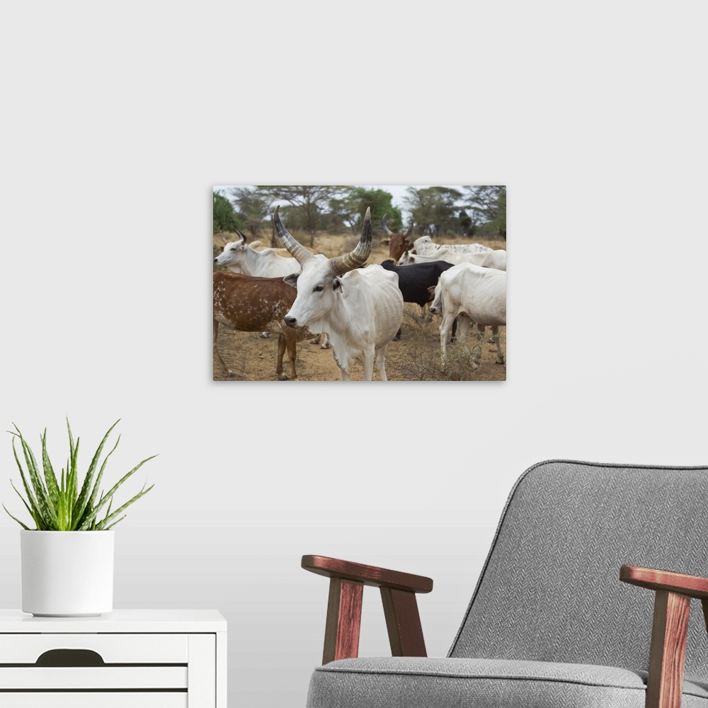 A modern room featuring Africa, Ethiopia, Omo River Valley, South Omo, Hamer tribe. Typical cattle of the Hamer with dist...