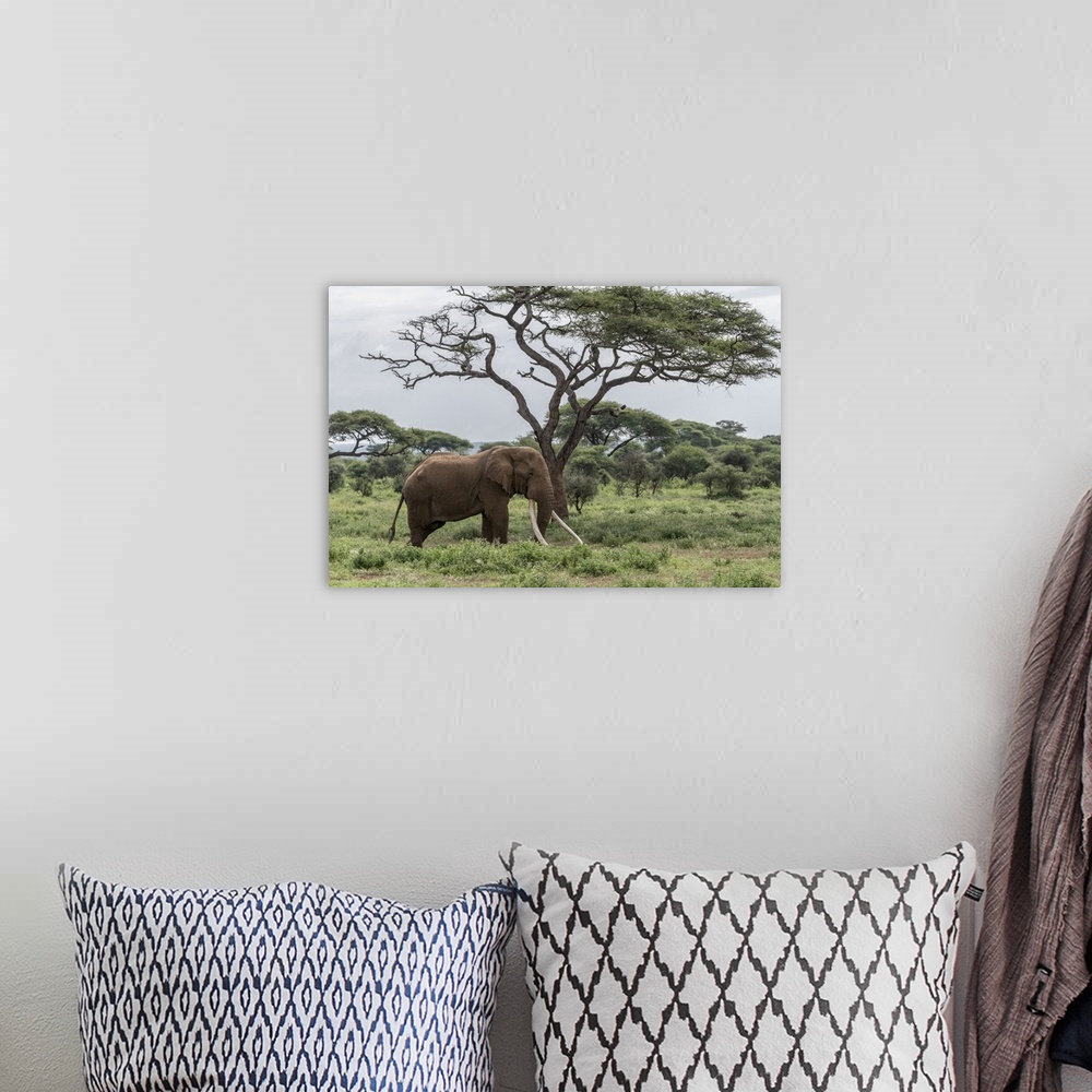 A bohemian room featuring Africa, Kenya, Amboseli national park. Elephant and acacia tree.