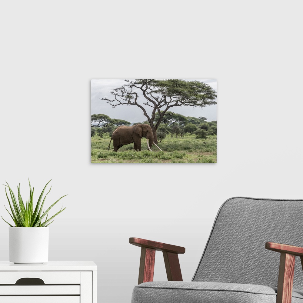 A modern room featuring Africa, Kenya, Amboseli national park. Elephant and acacia tree.