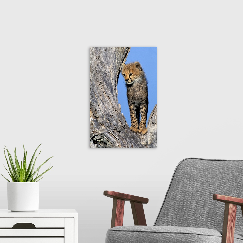 A modern room featuring Africa, Kenya, Masai Mara Game Reserve. Cheetah Cub.