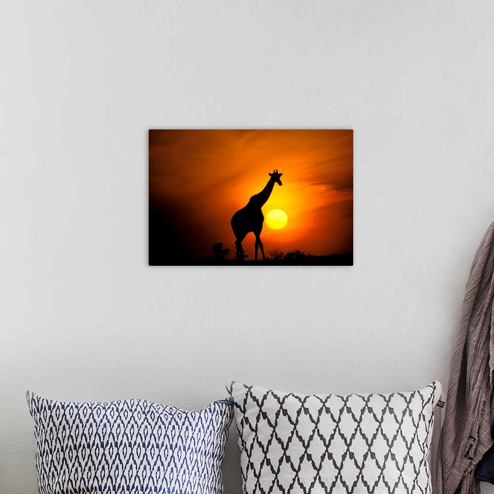A bohemian room featuring Africa, Kenya, Masai Mara. Giraffe .