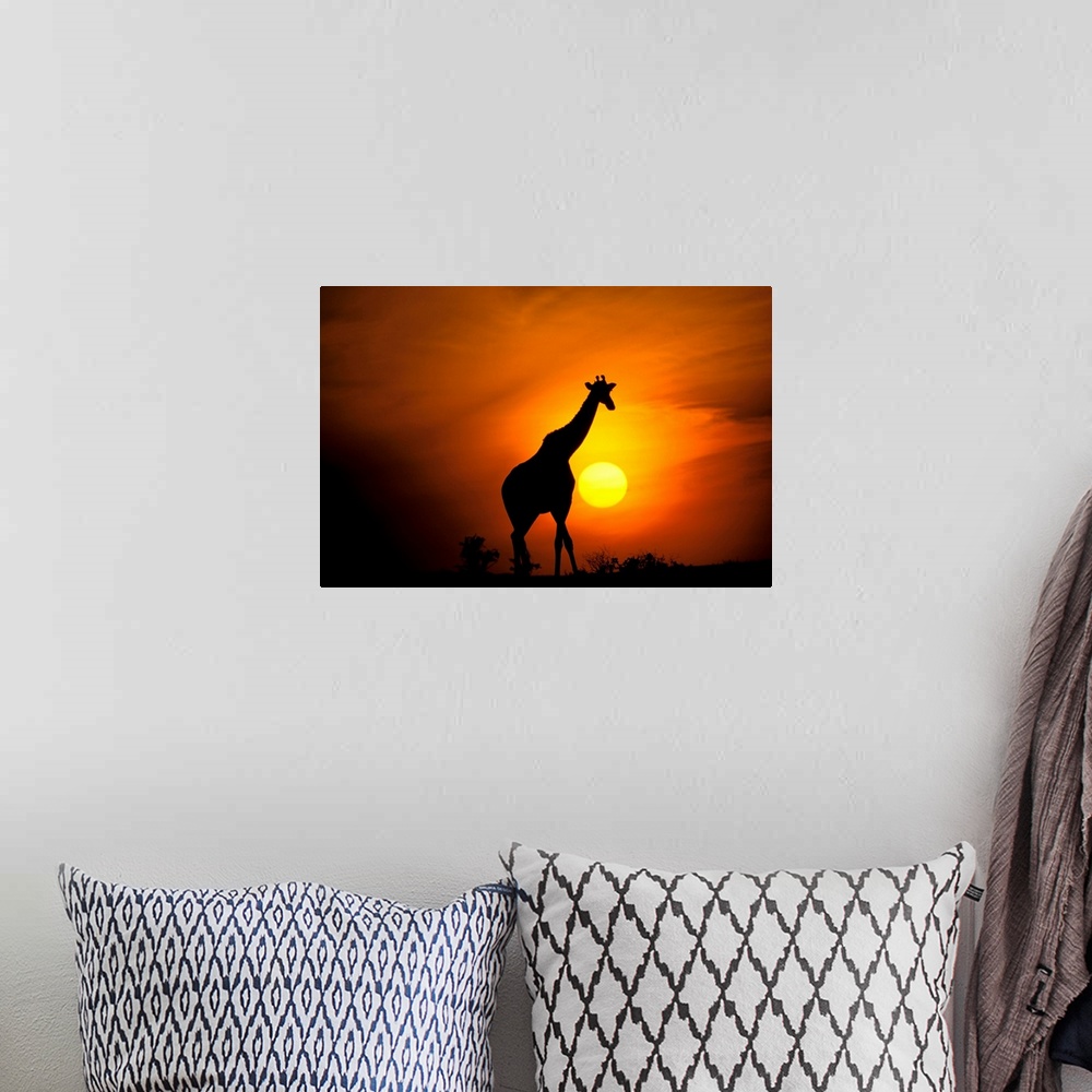 A bohemian room featuring Africa, Kenya, Masai Mara. Giraffe .