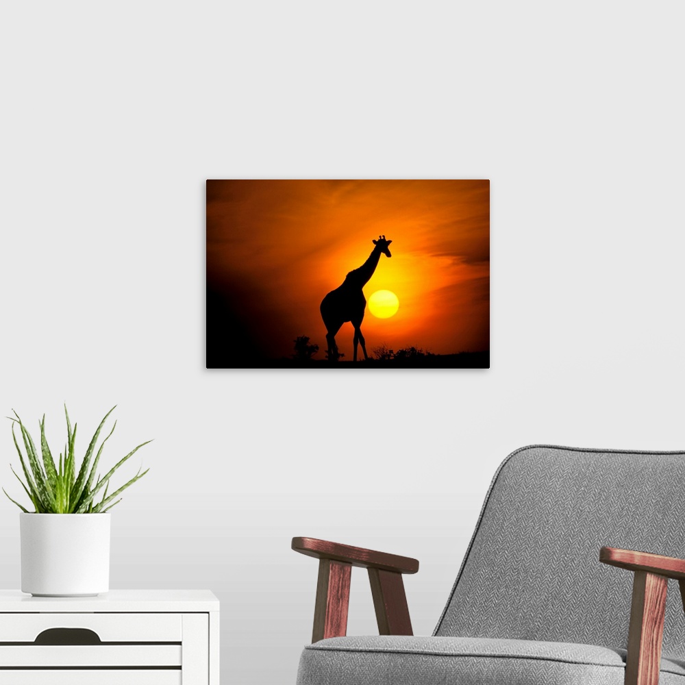 A modern room featuring Africa, Kenya, Masai Mara. Giraffe .