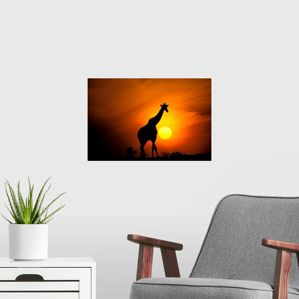 A modern room featuring Africa, Kenya, Masai Mara. Giraffe .