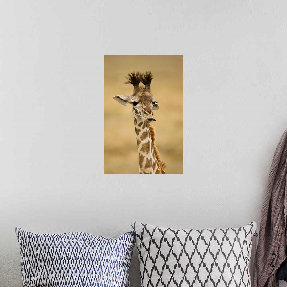 A bohemian room featuring Africa, Kenya, Masai Mara GR, Upper Mara, Masai Giraffe, Giraffa camelopardalis tippelskirchi, po...