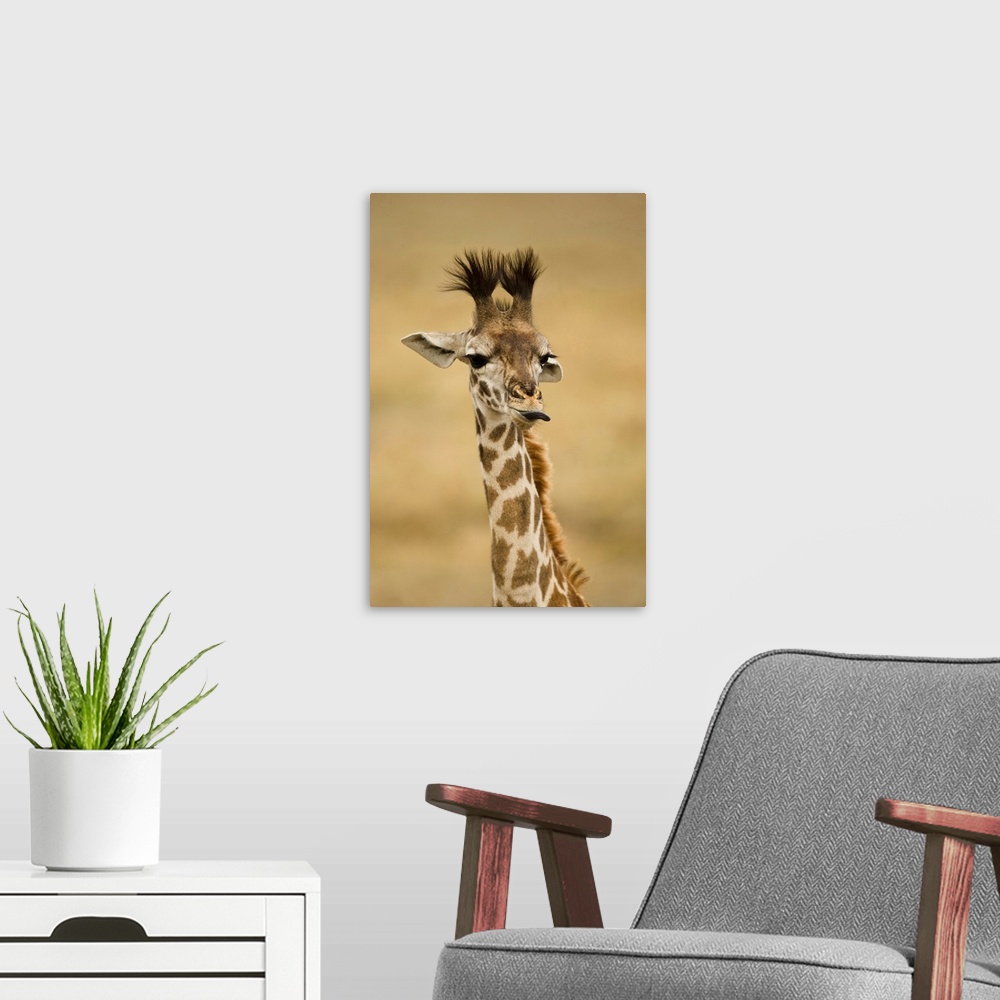 A modern room featuring Africa, Kenya, Masai Mara GR, Upper Mara, Masai Giraffe, Giraffa camelopardalis tippelskirchi, po...