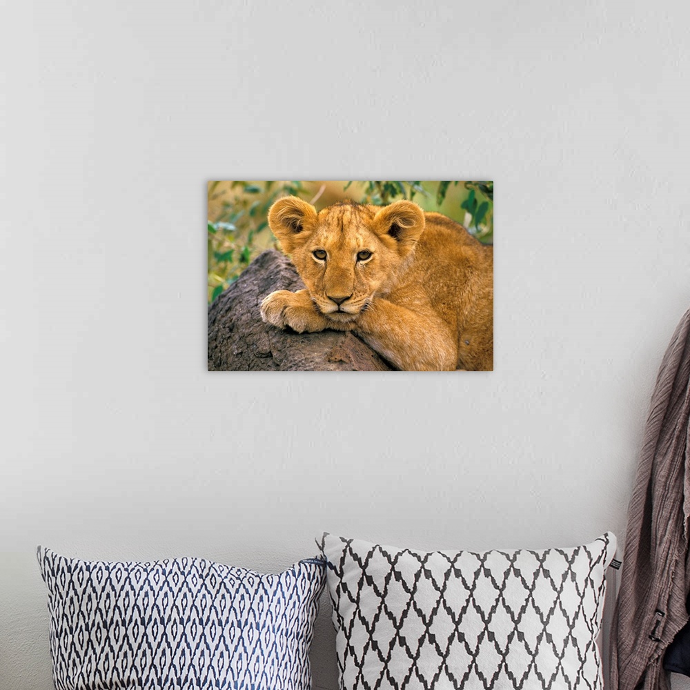 A bohemian room featuring Africa, Kenya. Portrait of a lion.