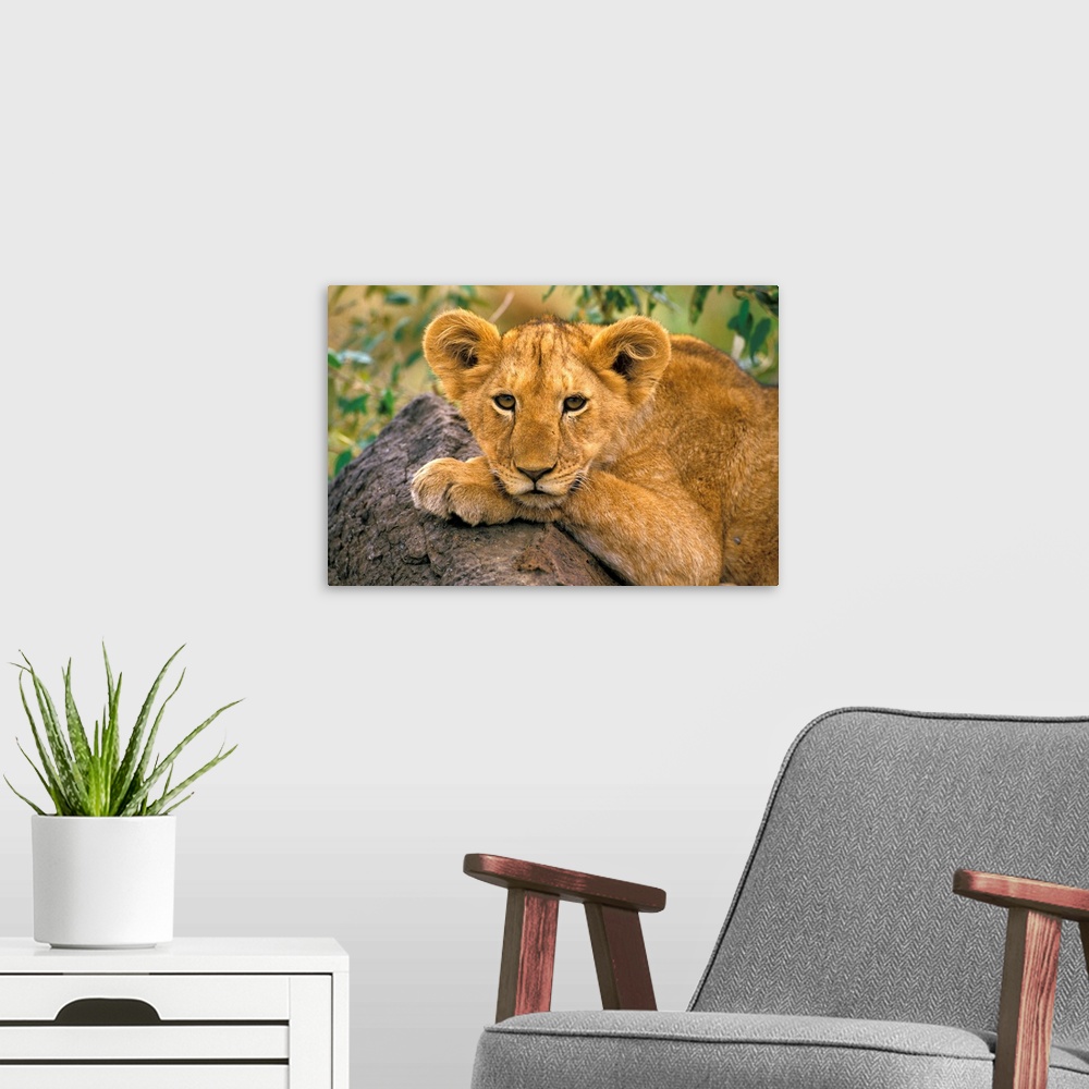 A modern room featuring Africa, Kenya. Portrait of a lion.