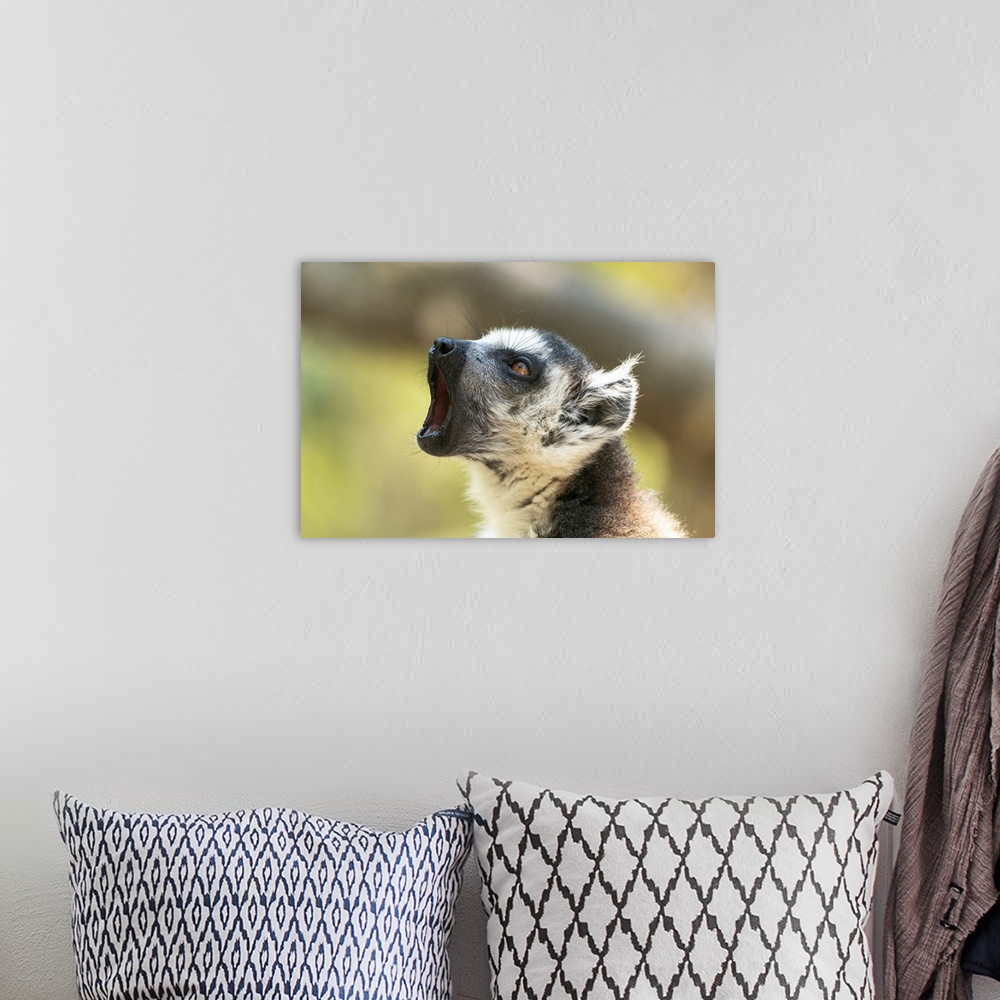 A bohemian room featuring Africa, Madagascar, Isalo National Park, A Ring-Tailed Lemur Vocalizes