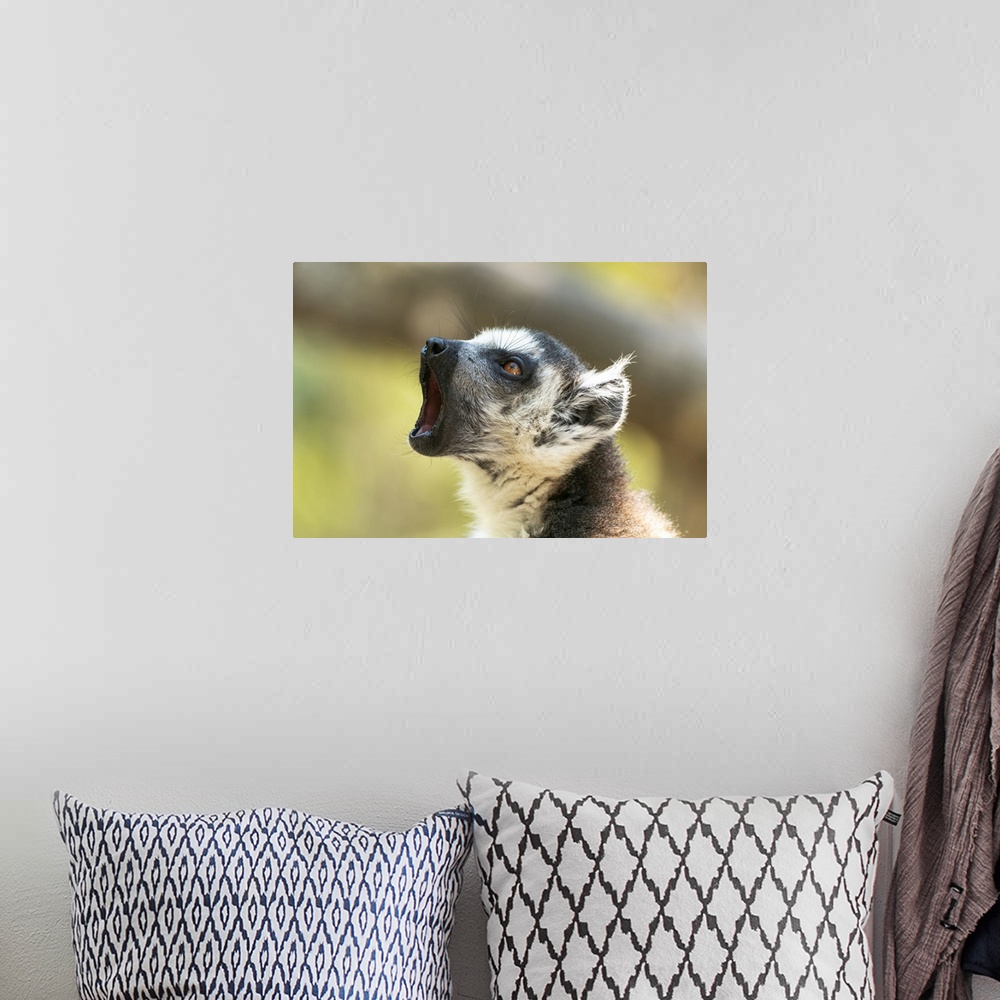 A bohemian room featuring Africa, Madagascar, Isalo National Park, A Ring-Tailed Lemur Vocalizes
