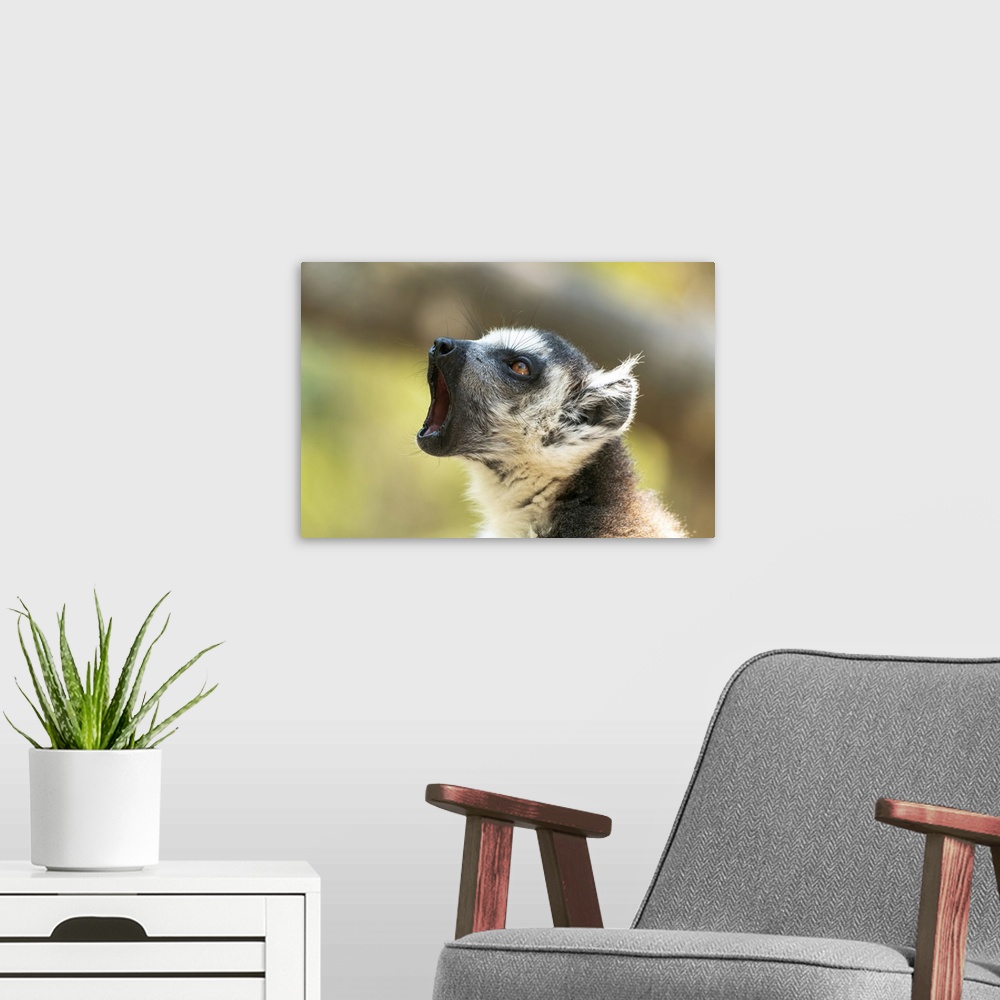 A modern room featuring Africa, Madagascar, Isalo National Park, A Ring-Tailed Lemur Vocalizes