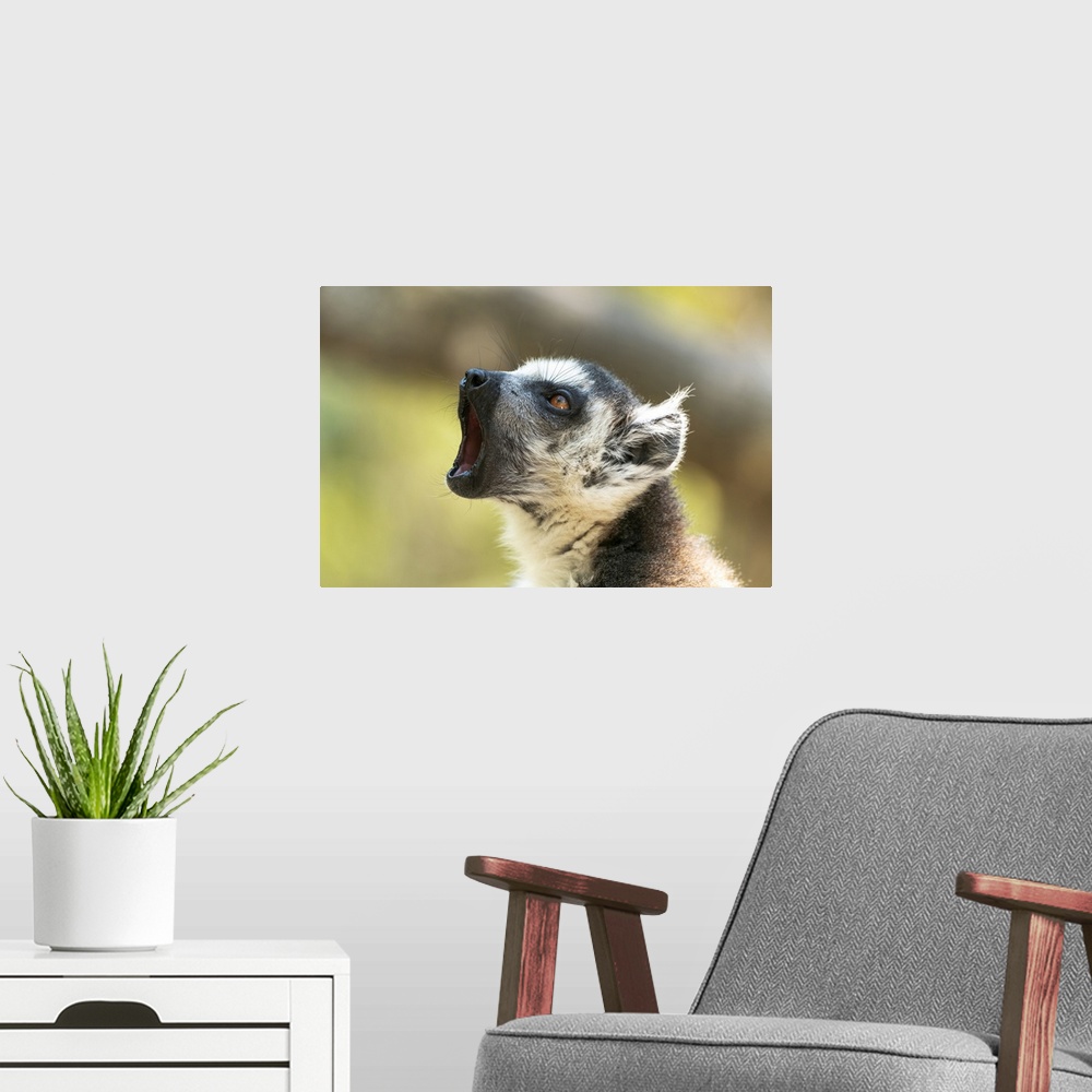A modern room featuring Africa, Madagascar, Isalo National Park, A Ring-Tailed Lemur Vocalizes