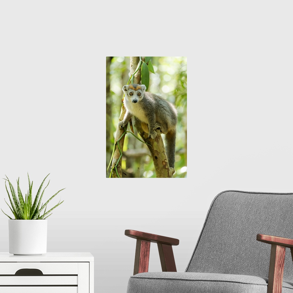 A modern room featuring Africa, Madagascar, Lake Ampitabe, Akanin'ny Nosy Reserve, A Female Crowned Lemur