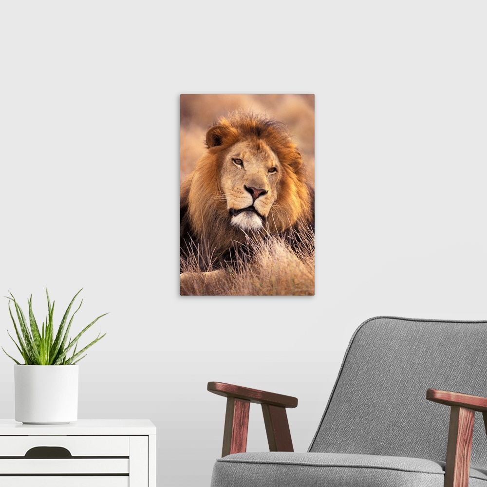 A modern room featuring Africa. Male African Lion (Panthera leo)